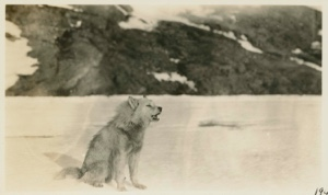 Image of Eskimo [Inughuit] dog howling